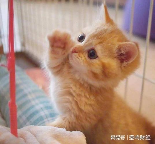 橘猫为什么容易发胖