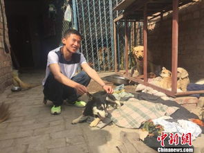 青海省唯一流浪动物救助站的酸甜苦辣