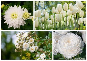 最美的30种白色花,适合你的花园种植设计,美丽的户外花园 