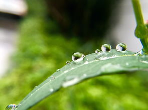 2017.10.16 当雨水落在绿叶上