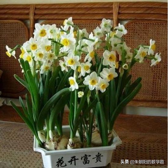 水仙花开完花以后怎么处理,修剪花