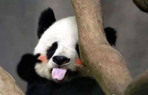 冷知识 中国有两种大熊猫