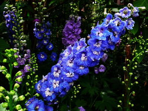 蓝色飞燕草的花语,蓝色飞燕草：迷人的花语与无尽的魅力