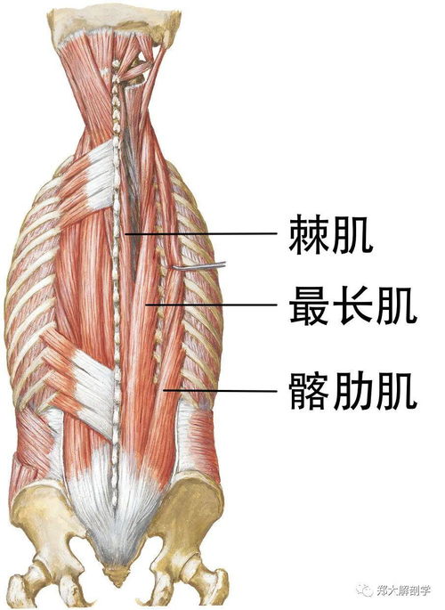 横突的位置图片 图片欣赏中心 急不急图文 Jpjww Com