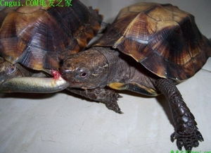 这是什么品种的乌龟 最近发现乌龟上面的壳有点凹下去的样子