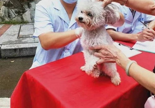 东莞 厚街镇19个小区的宠物猫狗可免费接种狂犬疫苗