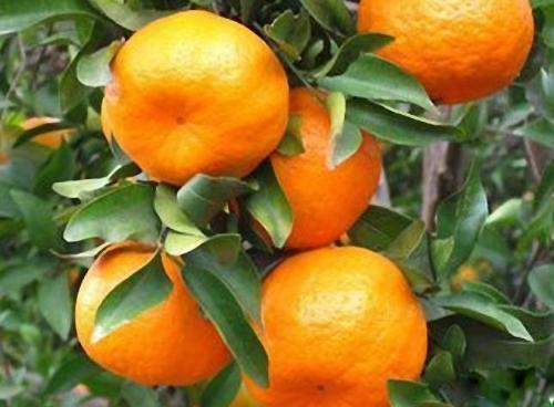 喜欢吃橘子的朋友要注意,记住4点,轻松挑到味美多汁的好橘子