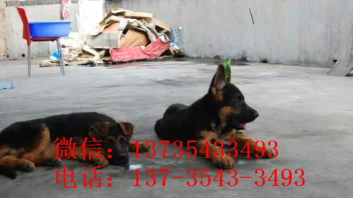 杭州宠物狗狗领养德牧犬狗市场在哪里有买狗卖狗