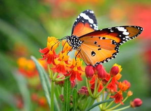 关于蝴蝶美丽的诗句