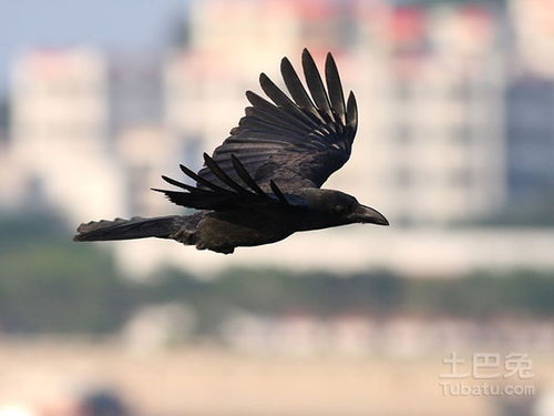 关于渡鸦与乌鸦的区别介绍