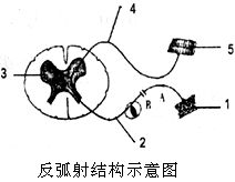 葱烧白孔雀 2700元 . 白玉珍珠飞龙汤 1800元 .这些骇人听闻的菜肴.赫然跃上某餐厅的菜谱.餐厅还声称这些孔雀不是个人圈养的.而是地道的野味.绝对货真价实 