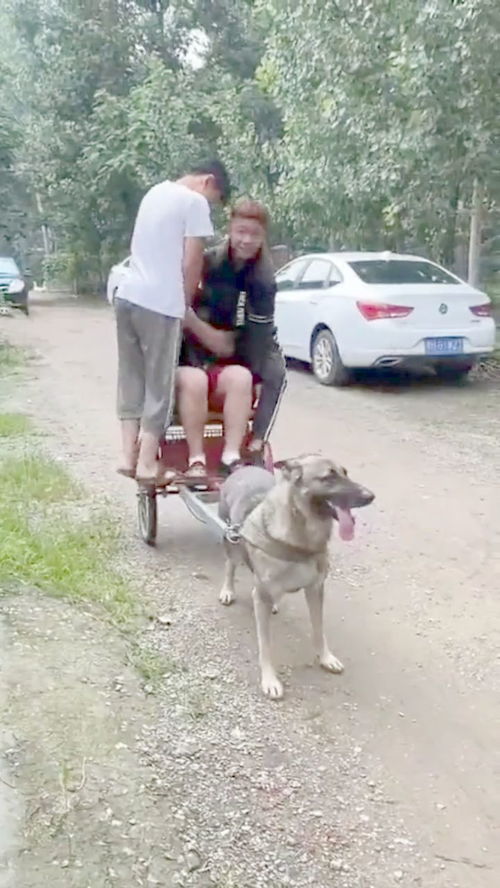 小伙子太狠了,三个人体验狗拉车,一点都不考虑狗子的感受 