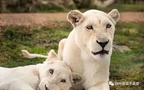 分享一组力量与美同在的大猫图集