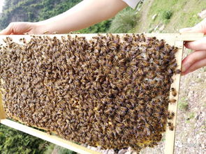 蜂乃宝的功效与作用,蜂乃宝蜂胶有激素吗