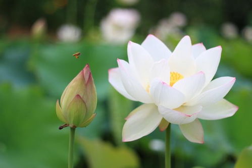 聊摄影,赏作品 莲花摄影作品赏析,荷花怎样拍摄