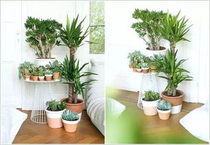净化空气常见的几种盆栽植物,你家里养了哪些