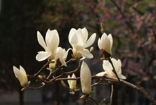 玉兰花语和寓意,兰花的寓意和象征