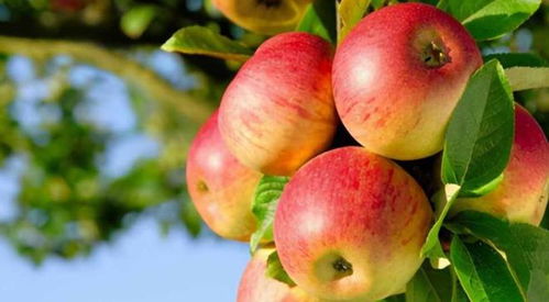 古代的苹果不叫 苹果 ,古人取了个唯美的名字,日本沿用至今