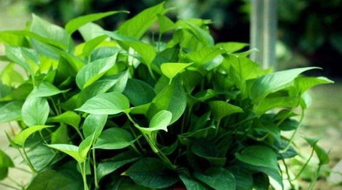 绿萝叶子卷曲怎么处理,绿萝是一种常见的室内植物，由于其适应能力强、易于养护，受到了许多人的喜爱