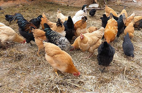 农村养200只土鸡,不包含鸡蛋,一年纯利润5000,多不多