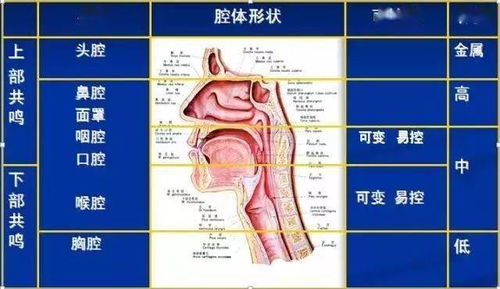 小课堂 歌唱发声技巧器官图