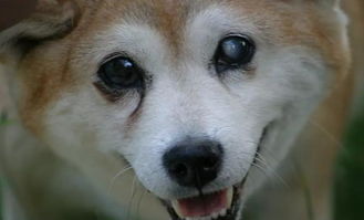 幼犬也会得白内障 做手术也不一定有用,可能反倒让狗狗失明