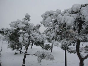 关于雪落在树上的诗句