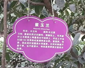 小树 名字 标牌 不锈钢挂牌 植物名字牌子 