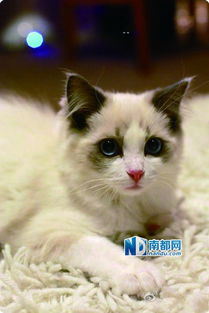 布偶猫 美国卷毛猫 法老王猫,这些名猫在深圳比iPhone6还难求