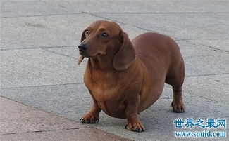 世界上饭量最小的狗,哈士奇居然也上榜了 