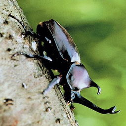 这只甲虫吃什么 