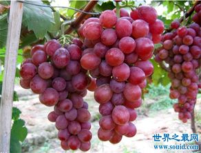 十大葡萄品种,最好吃的葡萄到底是哪种 
