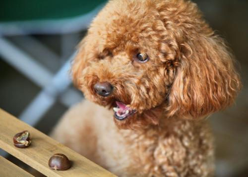 泰迪犬体内有虫的表现