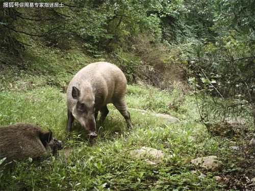 96年的鼠过了26岁会越来越好