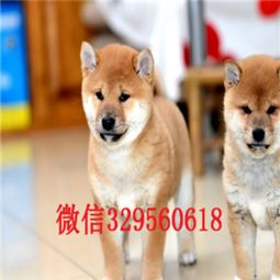 柴犬币价格今日行情价格,市场概况 柴犬币价格今日行情价格,市场概况 NTF