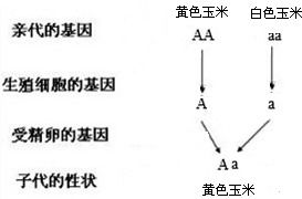 每个完整的玉米粒都有胚 胚乳和种皮 图片欣赏中心 急不急图文 Jpjww Com