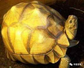 现今最珍贵的陆龟之一 安哥洛卡象龟 