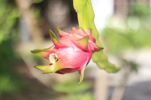 叶红于二月花的季节探寻，二月花是什么花霜叶红于二月花是什么季节