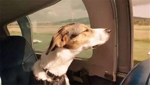 英国人竟然教会了狗狗开飞机 小伙伴都惊呆了