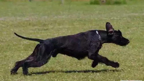 世界十大最优秀的护卫犬 德国牧羊犬仅第七,藏獒上榜