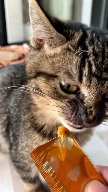 猫生第一次吃猫条 