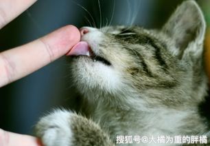 你有被猫咪 舔手指 吗 它想传达这4种意思,被咬时要大声吵它