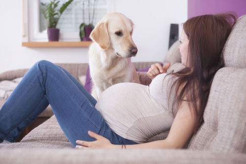 养宠物对备孕的重要性