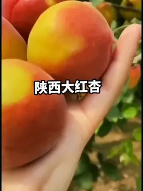 陕西胭脂红杏,也叫贵妃红杏,内在和外表一样美丽 新鲜应季水果 优质农产品 三农 新鲜应季水果 新鲜应季水果 