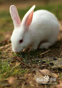 养只兔子当宠物,路边摊有卖这样红眼睛小白兔的,卖30一只,贵么,一般多少钱一只 