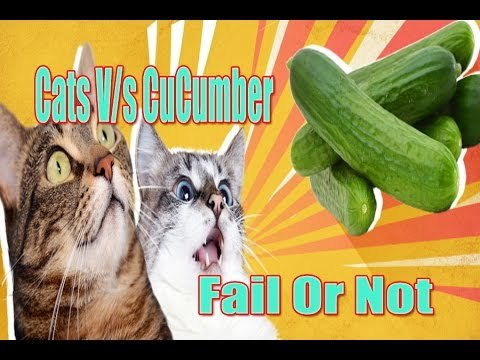 猫咪为什么害怕黄瓜