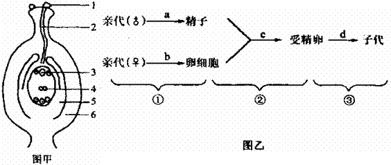 根据被子植物花的结构示意图回答 米粒分享网 Mi6fx Com