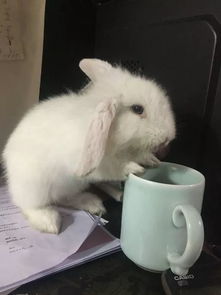 兔子能喝茶吗