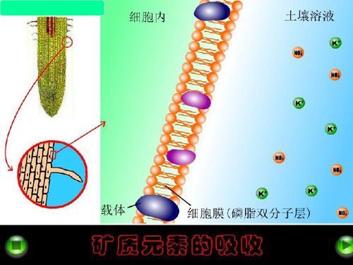 植物对矿质元素的吸收