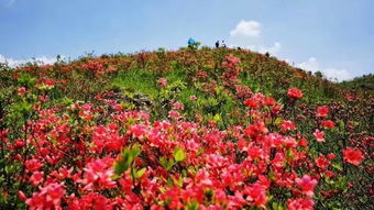 登三界太湖尖 ,赏高山映山红 